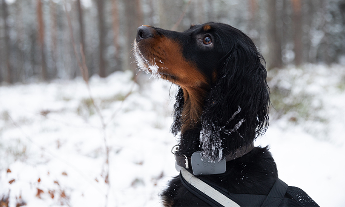 Halvnært bilde av hund i vinterlandskap