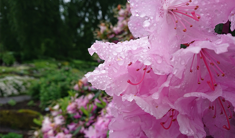 Bilde av blomst, tatt med Sony Xperia XZ Premium